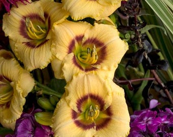 Baby Moon Cafe Daylily (2 por 1)