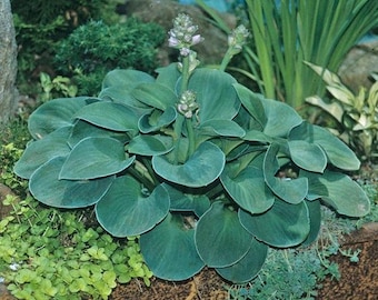 Blue Mouse Ears Hosta
