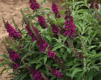Cranberry Butterfly Bush