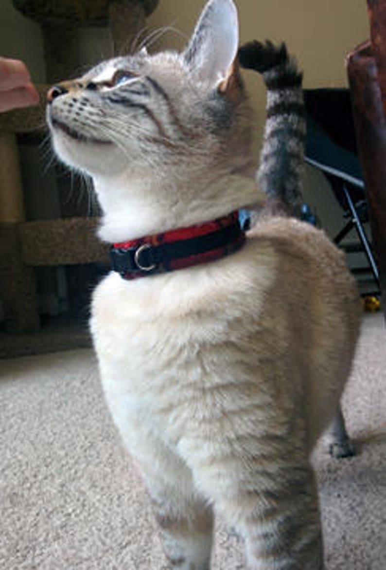 Fleece Padded Cat Collars all cats / Sphynx / Peterbald / Etsy