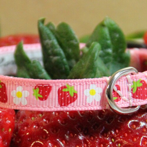 Dog Harness Strawberry Shortcake Etsy