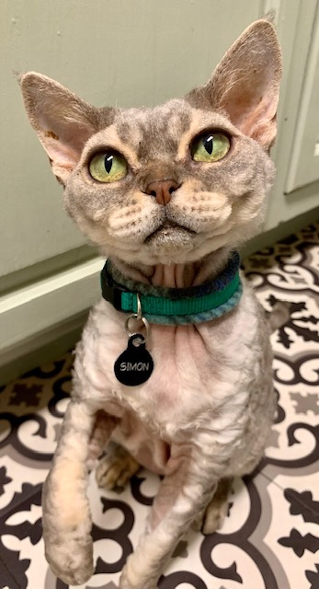 Fleece Padded Cat Collars All Cats / Sphynx / Peterbald / Etsy