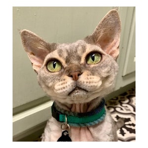 Fleece Padded Cat Collars -  all cats / Sphynx / Peterbald / Devon Rex collar with breakaway buckles