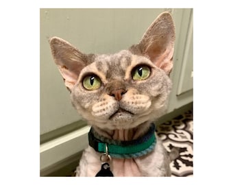 Fleece Padded Cat Collars -  all cats / Sphynx / Peterbald / Devon Rex collar with breakaway buckles