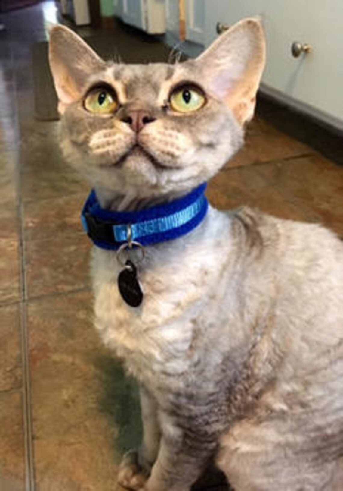 Fleece Padded Cat Collars all cats / Sphynx / Peterbald / Etsy