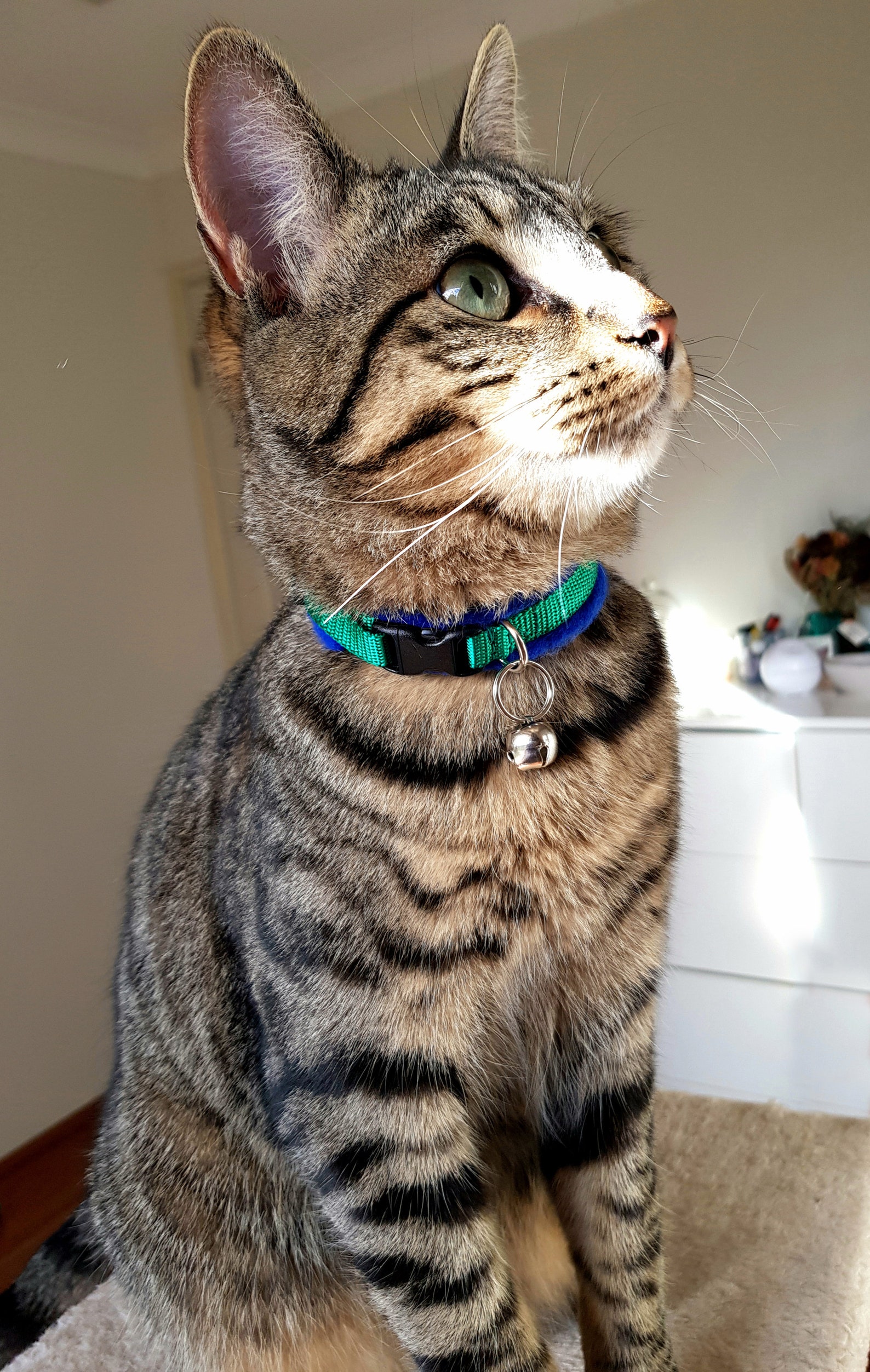 Fleece Padded Cat Collars all cats / Sphynx / Peterbald / Etsy