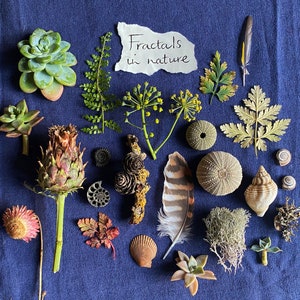 Puede incluir: Una variedad de elementos naturales dispuestos sobre una superficie azul, incluyendo suculentas, helechos, conchas, plumas y una flor seca. Una nota escrita a mano dice "Fractales en la naturaleza". La composici&oacute;n muestra diversas texturas y colores.