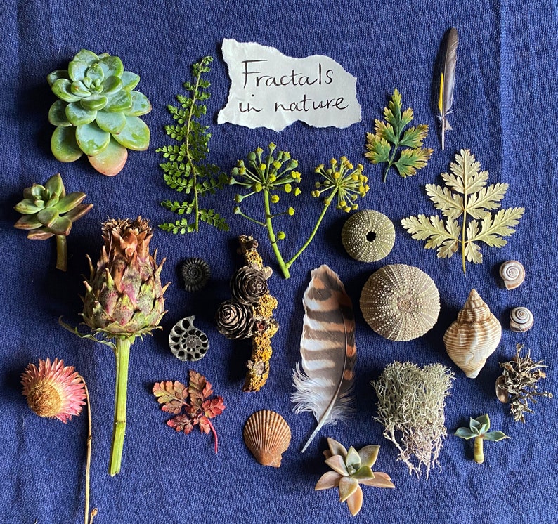 Puede incluir: Una variedad de elementos naturales dispuestos sobre una superficie azul, incluyendo suculentas, helechos, conchas, plumas y una flor seca. Una nota escrita a mano dice "Fractales en la naturaleza". La composici&oacute;n muestra diversas texturas y colores.