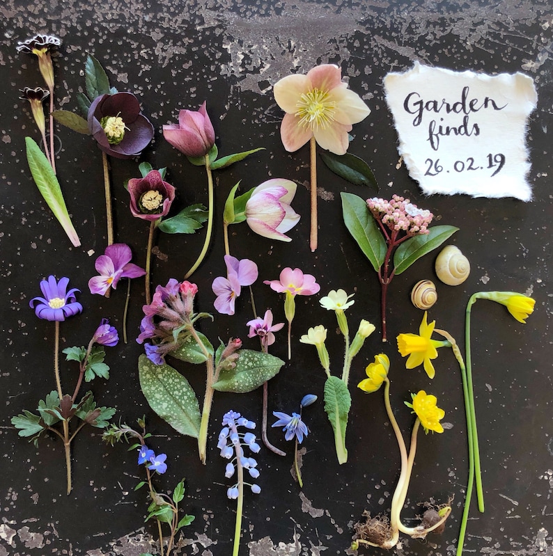 Puede incluir: Un surtido de flores de jard&iacute;n, incluyendo hel&eacute;boros, violetas y narcisos, dispuestas sobre una superficie oscura y texturizada. Una nota manuscrita dice "Garden finds 26.02.19". Las flores muestran una variedad de colores, desde el p&uacute;rpura intenso hasta el rosa suave y el amarillo.