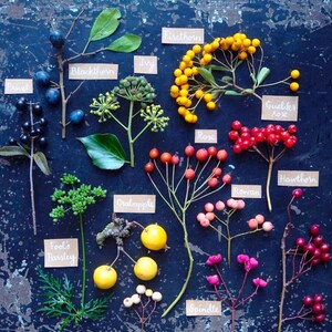 Puede incluir: Una variedad de espec&iacute;menes bot&aacute;nicos, incluyendo bayas de aligustre, endrinos, hiedra, espino de fuego, escaramujos y manzanas silvestres, dispuestos sobre una superficie azul oscuro. Cada planta est&aacute; etiquetada con una peque&ntilde;a etiqueta escrita a mano. La imagen muestra una variedad de colores y texturas.
