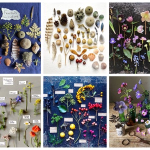 Puede incluir: Una colecci&oacute;n de elementos naturales, incluyendo hojas, conchas, plumas y vainas de semillas, dispuestos sobre una superficie azul. El texto "Fractals in nature" es visible. La imagen muestra una variedad de texturas y colores.