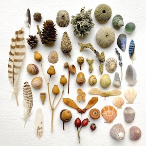 Puede incluir: Una variedad de elementos naturales dispuestos sobre una superficie blanca. La colecci&oacute;n incluye plumas, pi&ntilde;as, conchas marinas, bellotas, vainas de semillas, erizos de mar y conchas de caracoles. Los colores var&iacute;an desde marrones y beiges terrosos hasta blancos y azules suaves.