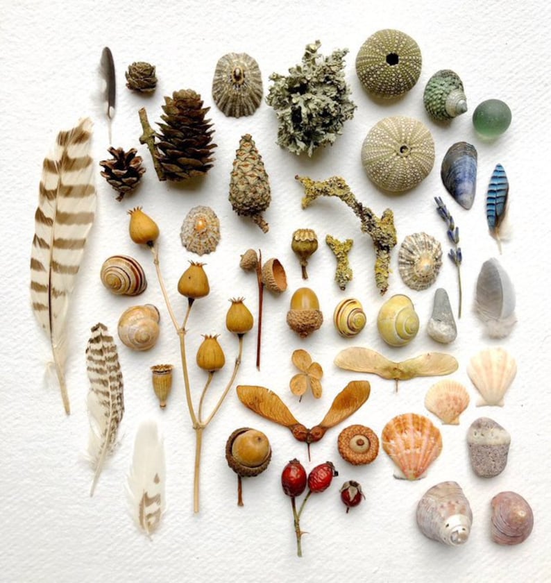 Puede incluir: Una variedad de elementos naturales dispuestos sobre una superficie blanca. La colecci&oacute;n incluye plumas, pi&ntilde;as, conchas marinas, bellotas, vainas de semillas, erizos de mar y conchas de caracoles. Los colores var&iacute;an desde marrones y beiges terrosos hasta blancos y azules suaves.