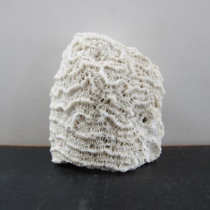 Coral Specimen Nautical Sea Creature Old Collection of Curiosities Beach Wunderkammer