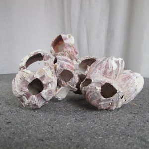 May include: A group of five pink and white seashells with holes in them. The shells are arranged in a pile on a gray surface.