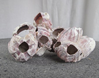 2 Barnacles Rare Pink Large 1940s Collection 2