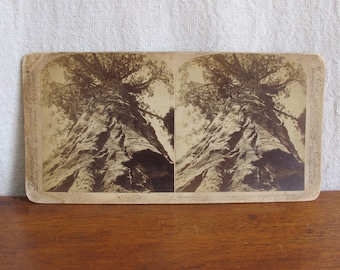 Wawona giant redwood sequoia very rare California stereocard, c. 1870 tree photo vintage antique