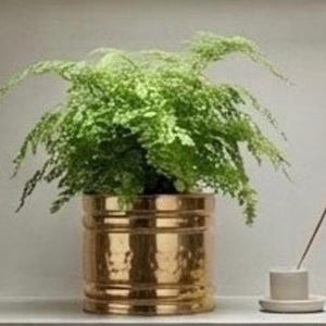 Peut inclure: Une fougère verte luxuriante aux frondes délicates et plumeuses est plantée dans un pot cylindrique en métal doré, doté d'une texture martelée et de rainures horizontales. La plante est placée à côté d'un petit porte-encens en céramique claire.