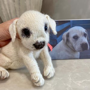 Könnte beinhalten: Ein gestrickter weißer Welpe mit dunklen Augen und einer braunen Nase. Der Welpe hat Schlappohren und ein rot-weiß gepunktetes Band. Im Hintergrund befindet sich ein Foto eines ähnlichen Hundes.