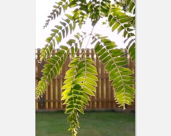 Plakat z drzewem na podwórku: Drewniany płot, wydruk artystyczny natury