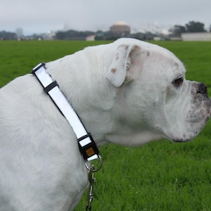 Puede incluir: Un perro blanco con un collar reflectante negro y blanco en una correa. El perro está de pie en un campo de hierba.