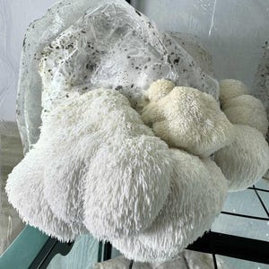 Puede incluir: Primer plano de hongos melena de león, un hongo comestible blanco con una apariencia desgreñada y en cascada. Los hongos se cultivan en una bolsa de plástico transparente, mostrando su superficie texturizada única. La imagen destaca la forma natural y orgánica de los hongos.