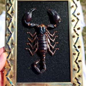 Venom is a Love Language- framed scorpion