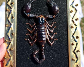 May include: A framed scorpion specimen with a black background and a gold frame decorated with iridescent blue and gold beads.