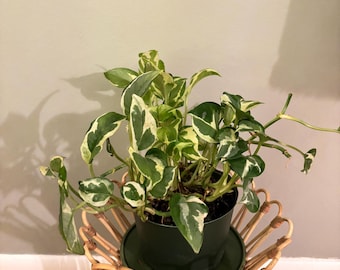 May include: A potted plant with variegated green and white leaves sits on a woven bamboo stand. The plant is in a dark green pot.