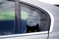 Black Cat Peeker Peeking Sticker Choose your eye color  Waterproof Weatherproof Wall Decor Bumper Stickers Car Decals Cat Lover Gift idea