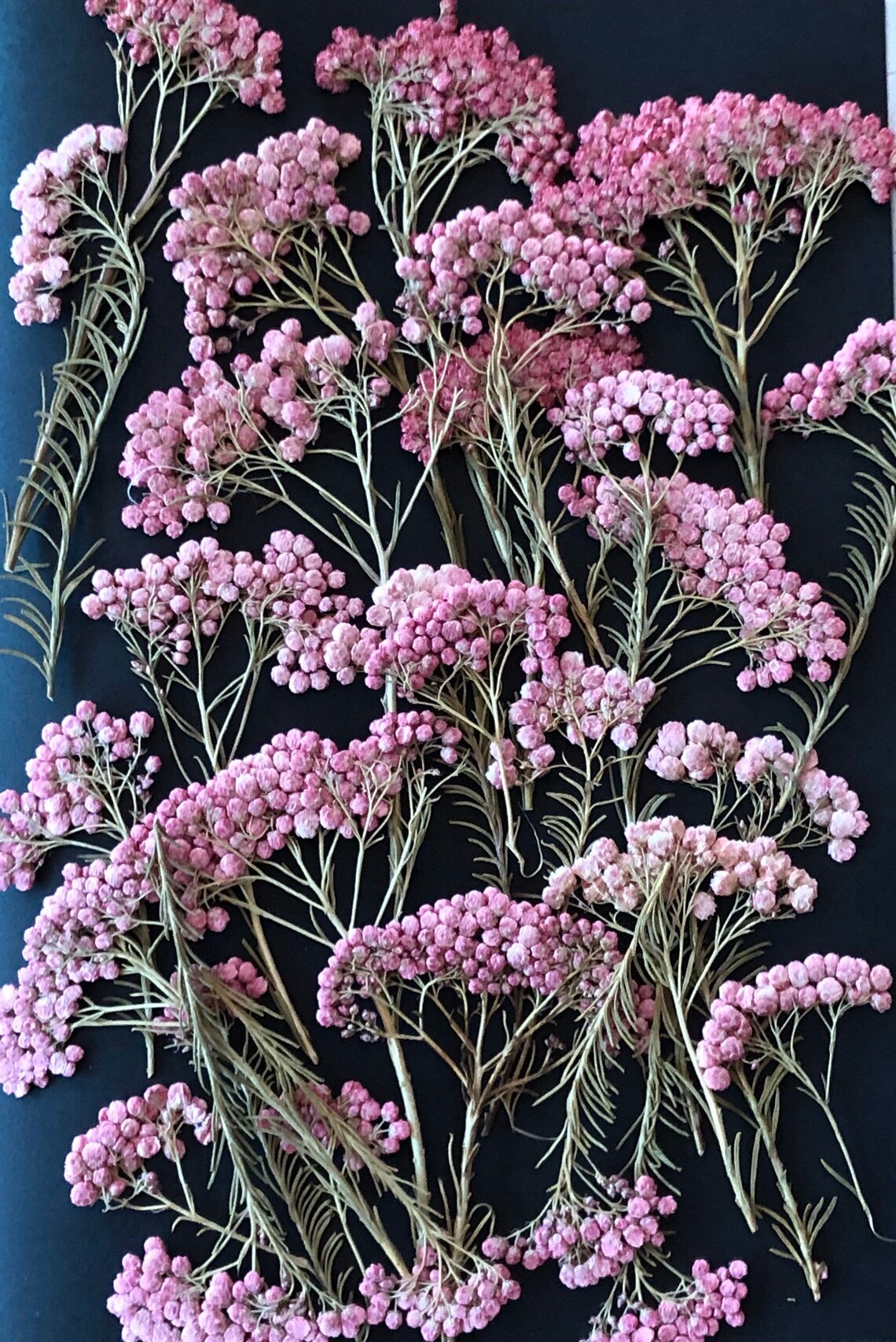 Australian Pressed Flowers. Ozothamnus diosmifolius Rice ...
