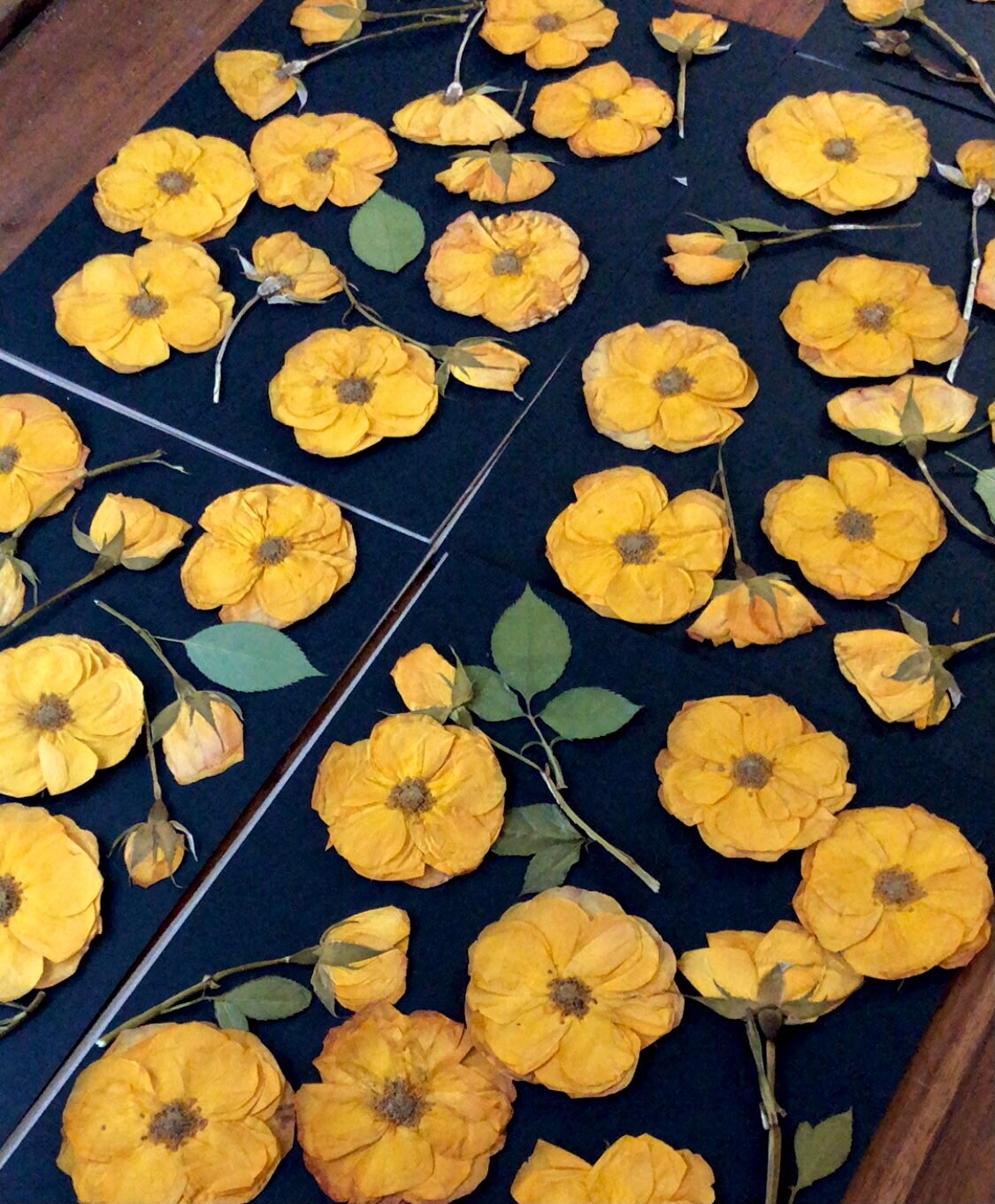 SALE Pressed yellow roses - Pressed flowers arranged on A4 ...