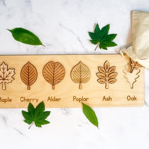 Leaf puzzle with six labeled wooden leaves - maple, cherry, alder, poplar, ash, and oak - the oak piece resting on a muslin bag beside fresh green leaves on marble.