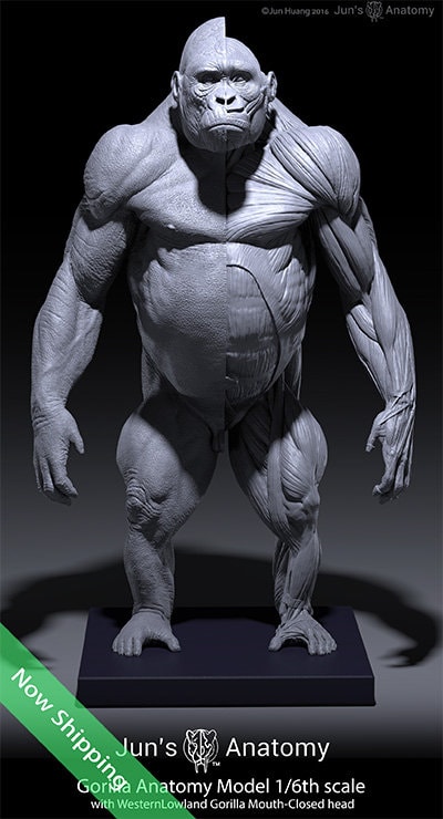 Western Lowland Gorilla anatomy model 1/6th scale