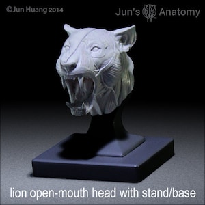 Lion Anatomy Model open-mouth &quot;Roar&quot; head