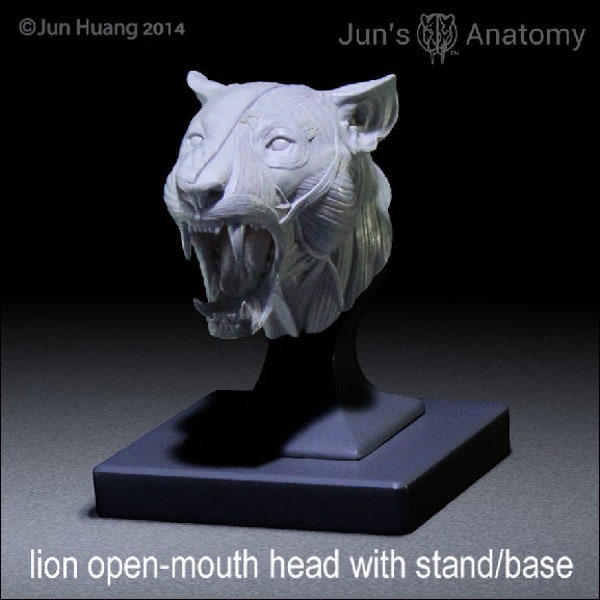 Lion Anatomy Model open-mouth "Roar" head