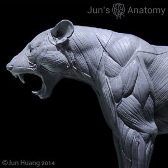 ライオン解剖モデル 口を開けた「咆哮」の頭部 - Etsy 日本