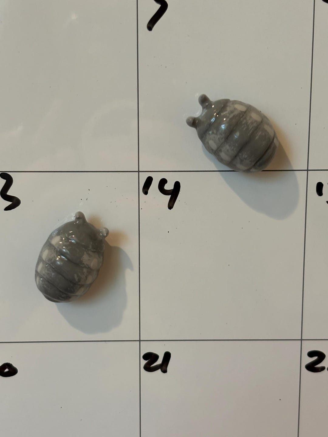 Rolly-polly Fridge Magnet - Etsy