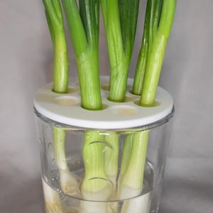 Pode incluir: Um suporte de plantas de plástico branco com furos para cultivar cebolas verdes em um frasco de vidro cheio de água.