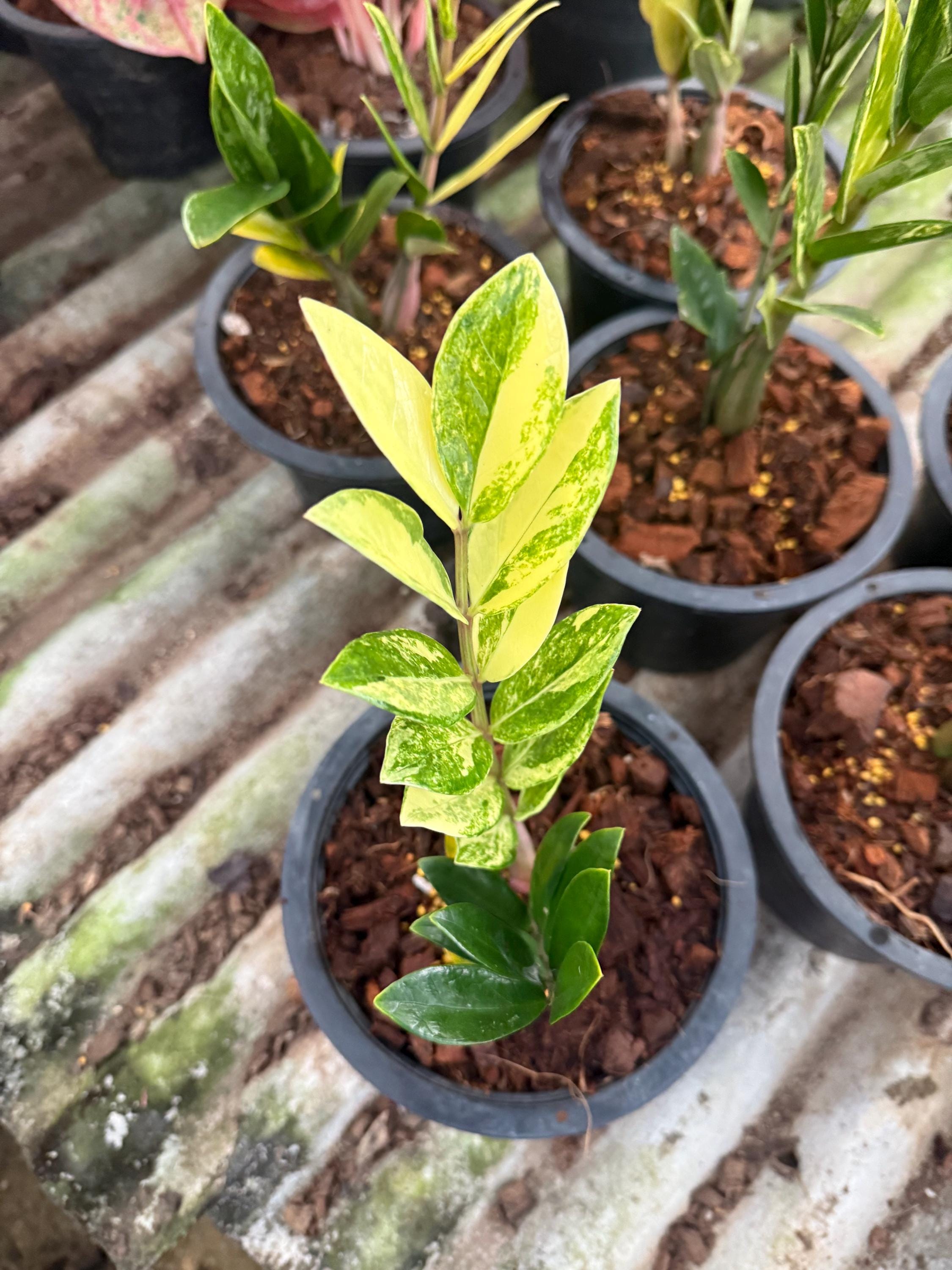 Variegated Zz Plants - Etsy Canada