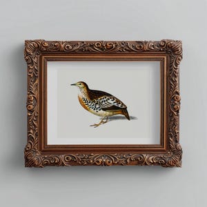 Kestrel Bird Art Print | Vintage Botanical Bird Illustration | Digital Download Wall Art