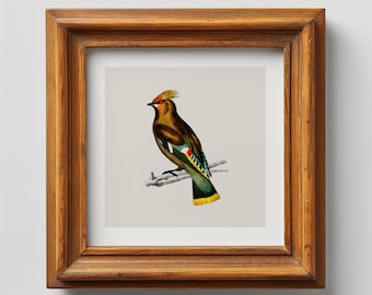 Bohemian Waxwing Bird Print: Vintage Botanical Illustration (Digital Download)