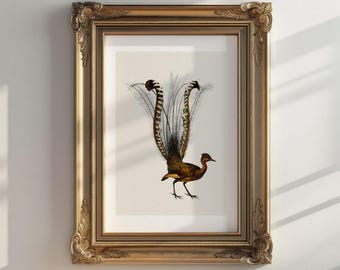 Lyrebird Art Print | Vintage Botanical Bird Illustration | Digital Download Wall Art