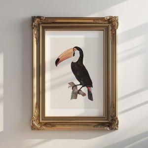 Toucan Art Print | Vintage Botanical Bird Illustration | Digital Download Wall Art