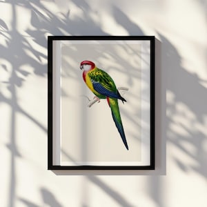 Carolina Conure Art Print | Vintage Botanical Bird Illustration | Digital Download Wall Art