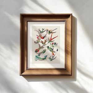 Hummingbird Art Print | Vintage Botanical Bird Illustration | Digital Download Wall Art
