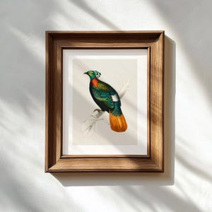 May include: A framed vintage illustration of a colorful pheasant perched on a branch. The bird has a green, blue, and orange plumage with a white patch on its wing. The background is a light beige.