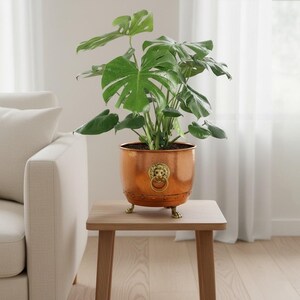 Könnte beinhalten: Ein kupferfarbener Pflanzentopf mit einem Löwenkopf-Emblem und Klauenfüßen enthält eine üppige grüne Pflanze mit großen, gespaltenen Blättern. Der Topf steht auf einem hellen Beistelltisch aus Holz, mit einem weißen Sofa und transparenten Vorhängen im Hintergrund.
