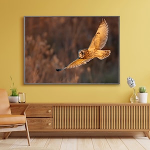 Flying Owl Picture | Home interior owl picture | Owl Wall Art | Owl Metal Wall Art | Wall Decor Owls