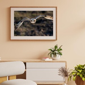 Short Eared Owl in Flight Digital Print | Home Interior Owl Picture | Owl Wall Art | Bird Lover Decor